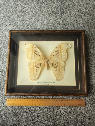 Moth butterfly taxidermy - moth,