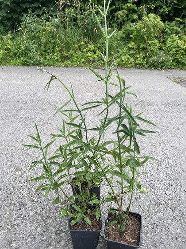 Verbena bonariensis 40cm - bonariensis, 20-40cm