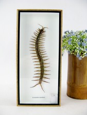 A Real Exotic Insect - Box 3D Display Case - Centipede - Scolopendra