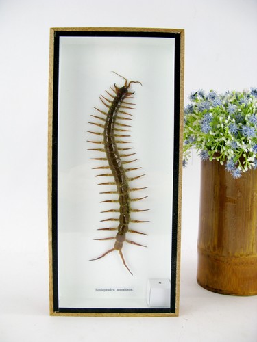 Ein echtes exotisches insekt - ein,