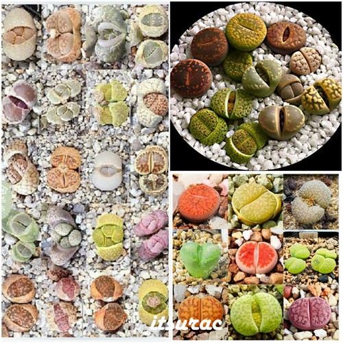 Seeds lithops mix - of,