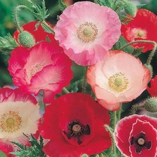 4x Poppy Shirley Double Mix