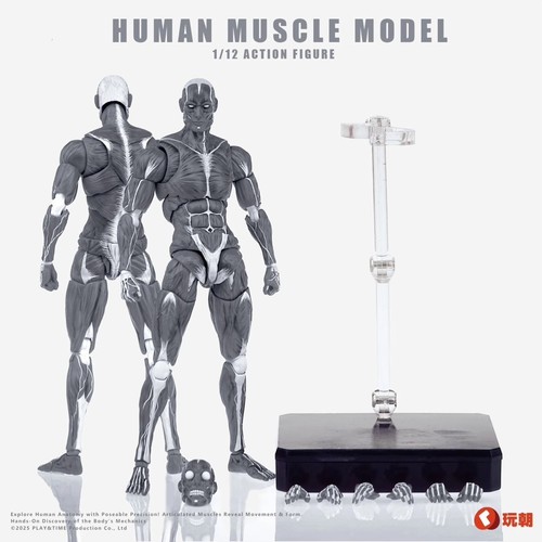Keepgoing studio human muscle - studio,