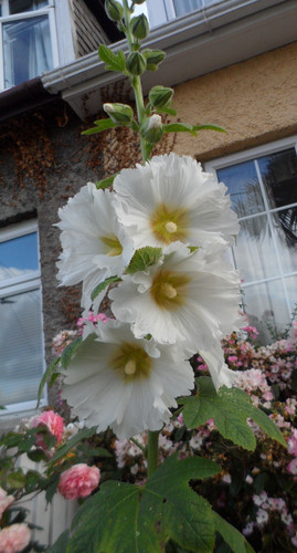 Hollyhock alcea seeds - x, 30
