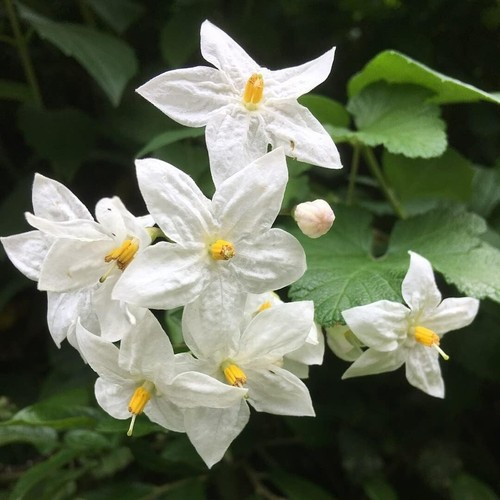 Solanum laxum album 9cm pot - album, in