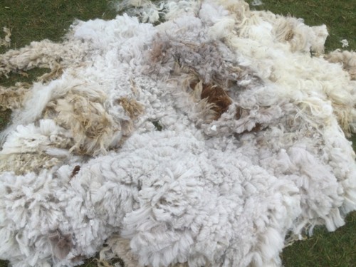 Raw unwashed alpaca fleece - raw,