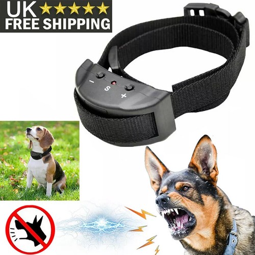 Pet dog training - dog, collar