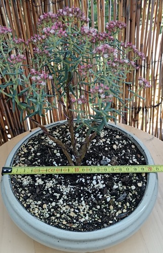 Crassula sarcocaulis tree - ,