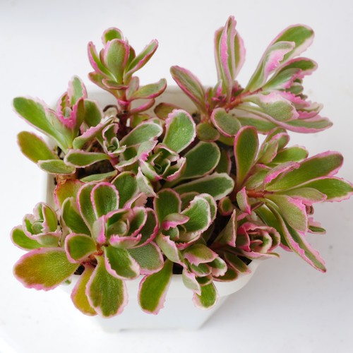 Sedum spurium tricolor 5cm - 'tricolor',