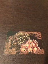 UNPOSTED POSTCARD - MONTANA