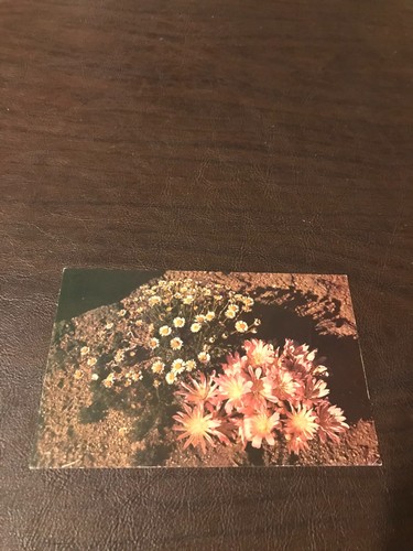 Unposted postcard montana - unposted,