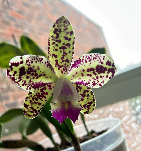 Cattleya hybrid noid - noid, orchid