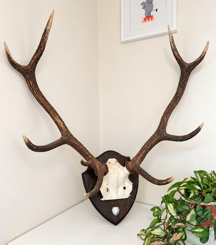 Red deer stag antlers and - deer,