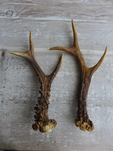 Scottish roe deer antlers - 2x,