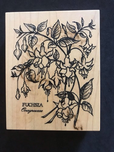 Botanical fuchsia flowers - fuchsia,