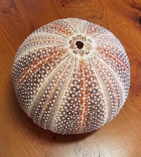 Extra large cornish - sea, urchin