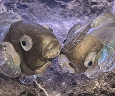 Beautiful Yuki Kokai Pair Of Art Glass Fish (Koi Carp) Signed And Dated 2002