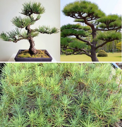 Japanese black pine - pine, |