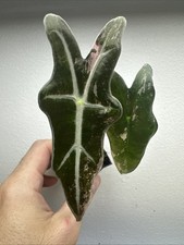 Alocasia Nobilis Pink variegata - very rare variegated Aroid Plant 11ANV09