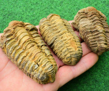 1 Trilobite Fossil Diacalymene