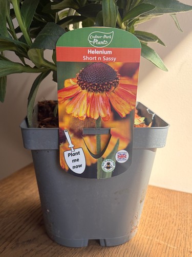 Helenium short sassy 2l - n,