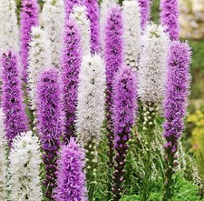 Liatris purple and white - liatris,