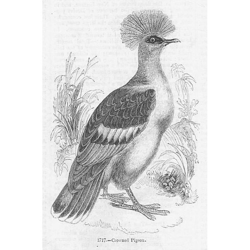 Birds crowned pigeon - crowned, antique