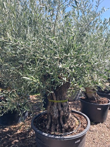 European olive very old - old, trunk