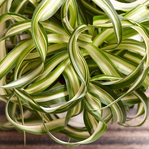 Lush chlorophytum bonnie - 1x,