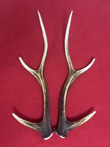 Pair sika deer - pair,