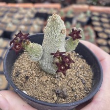 3-5CM Succulent Cactus Plant
