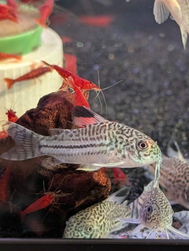 Julii corydoras live - julii,