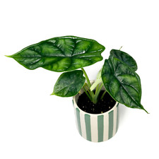Alocasia  ' Dragon Scale' 6cm