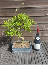 Bonsai Tree Ex Large Chinese