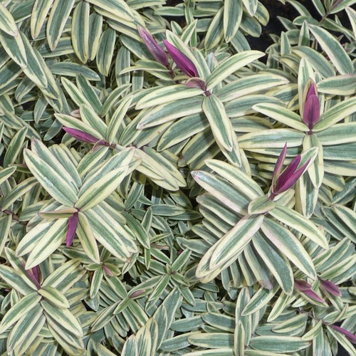 Evergreen hebe shrub lady ann - lady,