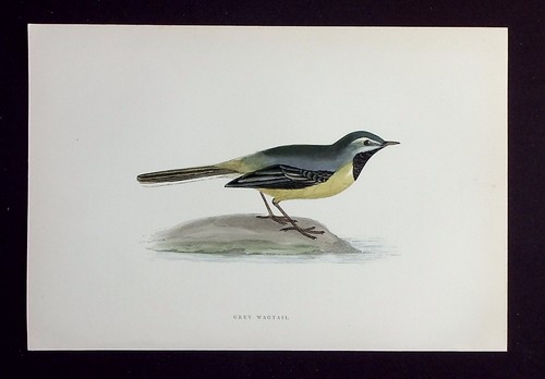 Grey wagtail original antique - original,