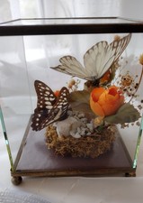 Terrarium Butterfly Display