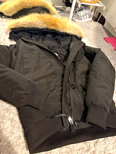 Canada goose arctic program - arctic,