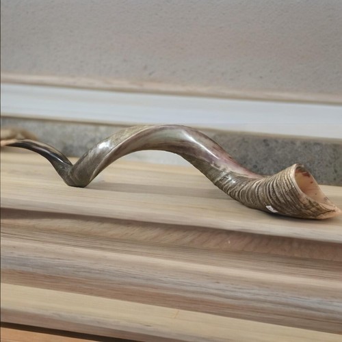 Amazing kudu yemenite shofar - amazing,