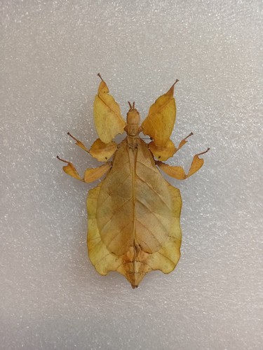 Javan leaf insect