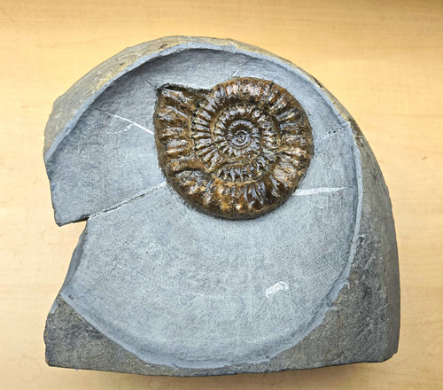 Ammonite fossil microderoceras - fossil,