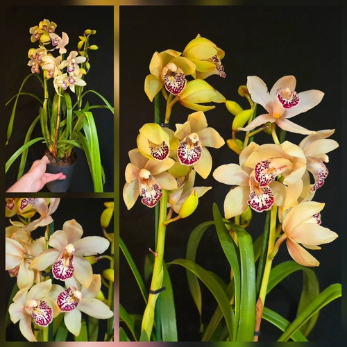 Cymbidium white flower - cymbidium,