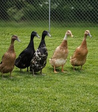 Runner Duck Hatching eggs