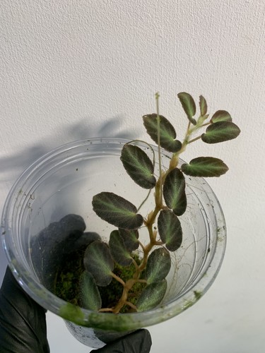 Begonia thelmae established - begonia,