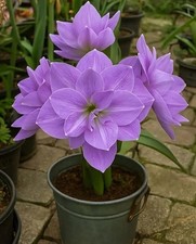 Double Imported Amaryllis