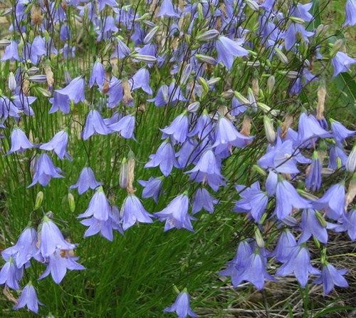 Campanula pulla blue harebell