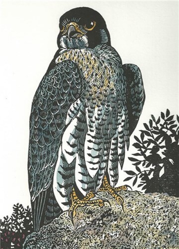 Peregrine falcon fine - -,