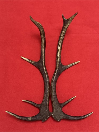Pair red deer antlers - pair,