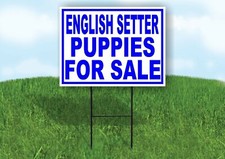 English Setter PUPPIES FOR