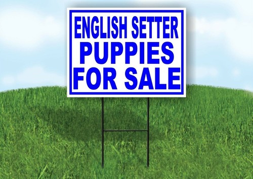 English setter puppies - setter, for